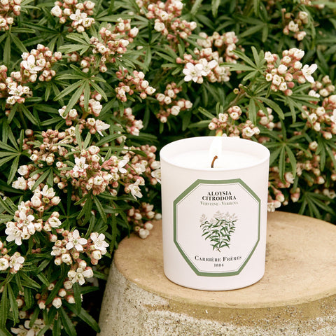 Verbena Candle