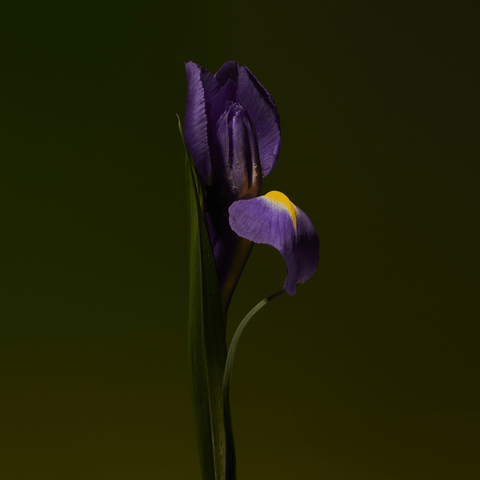 Iris Shot Extrait de Parfum